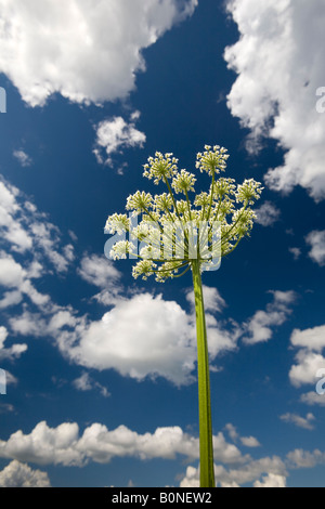 Un giardino in fiore ombrella angelica (Angelica archangelica). Ombelle d'angélique officinale en fleurs, au Printemps. Foto Stock