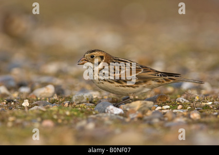 Lapland bunting o Lapland longspur Calcarius lapponicus inverno adulto Norfolk Inghilterra Foto Stock