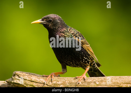 Starling sul ramo (Sturnus vulgaris) Foto Stock