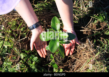 Mani caprosma germoglio e la messa a terra. Foto Stock
