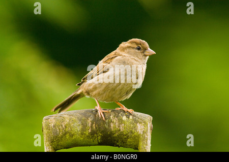 Femmina di casa passero sul pesce persico (Passer domesticus) Foto Stock