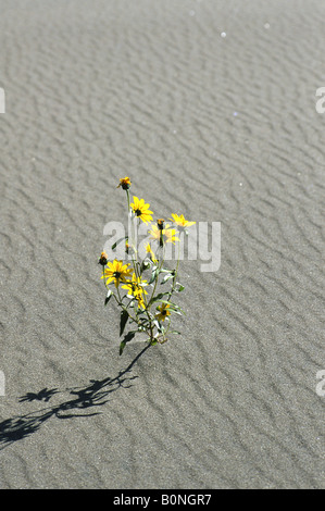 Bush girasole Helianthus pumilus fiorisce in suolo sabbioso in Grande dune sabbiose del Parco Nazionale di Colorado USA Foto Stock