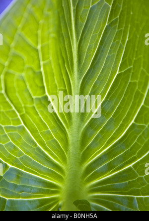 Dettaglio del battente della Eastern Skunk cavolo. Foto Stock