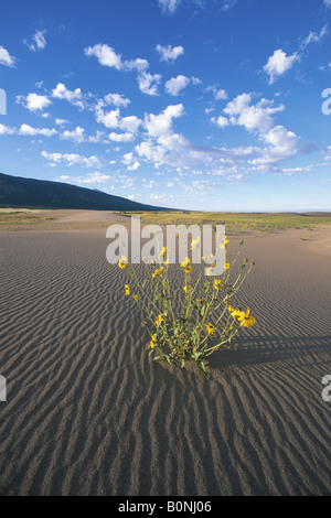 Bush girasole Helianthus pumilus fiorisce in suolo sabbioso in Grande dune sabbiose del Parco Nazionale di Colorado USA Foto Stock