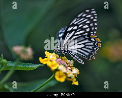 Mime comuni Butterfly (chilasa clytia disimilis) su Lantana Foto Stock