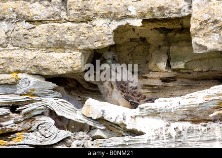 Baby poiana nel fienile Asthall Cotswolds Oxfordshire England Regno Unito Foto Stock