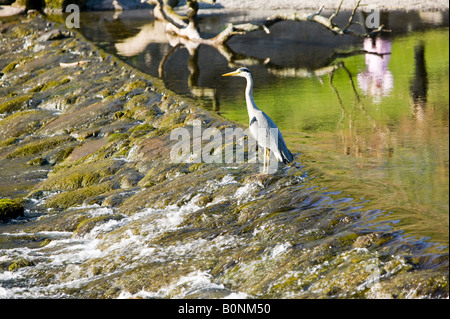 La gente che passa un airone cenerino sulle rive di Grasmere nel Distretto del Lago REGNO UNITO Foto Stock