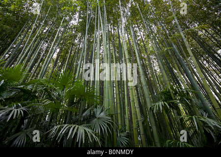 Un bambù e cinese Palm tree forest. Forêt de Bambous (Phyllostachys bambusoides) et Palmiers de Chine (trachycarpus fortunei) Foto Stock