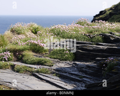 Mare rosa o la parsimonia crescente sul bordo di una scogliera rocciosa che si affaccia sul mare di Boscastle, Cornwall, Regno Unito Foto Stock