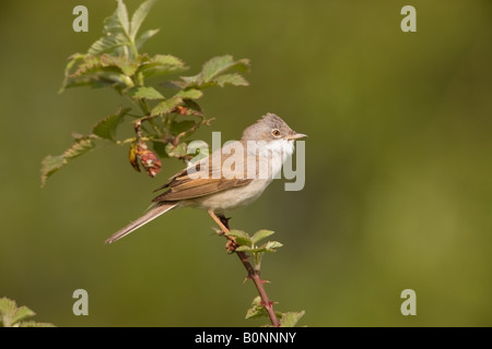 Common Whitethroat Sylvia communis maschio adulto appollaiato su un rovo stelo Foto Stock