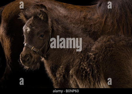 Pony Shetland mare con puledro Foto Stock