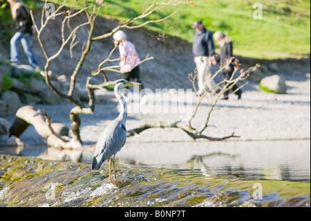 La gente che passa un airone cenerino sulle rive di Grasmere nel Distretto del Lago REGNO UNITO Foto Stock