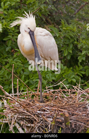 Eurasian Spatola (Platalea leucorodia) presso il suo nido. Foto Stock