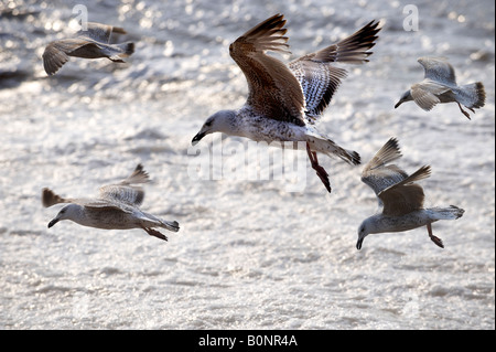 Gabbiani sorvolano il mare Foto Stock