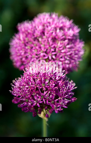 Alliums, UK. Foto Stock