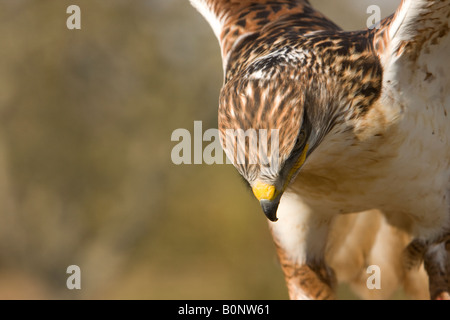 Ferruginosa Poiana (Buteo regalis) Foto Stock