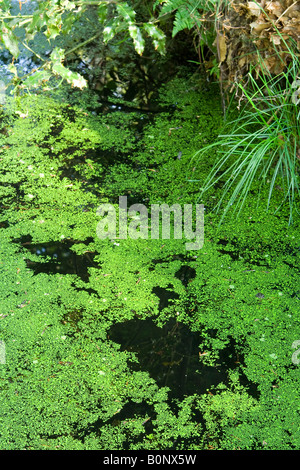 Una foresta pond, Essex, Regno Unito. Foto Stock