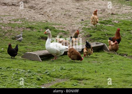 Polli e anatre liberi della gamma in fattoria su erba all'aperto Foto Stock