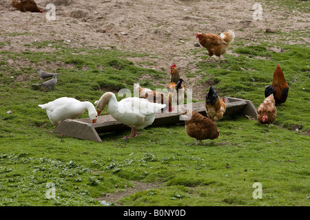 Polli a gamma libera nella fattoria britannica all'aperto Foto Stock