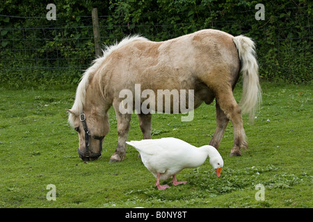 Pony e Aylesbury anatra insieme al pascolo Foto Stock