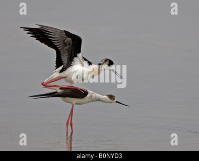 Coppia di black-winged palafitte coniugata in Salina i margini a Kolloni, Lesbo. Foto Stock