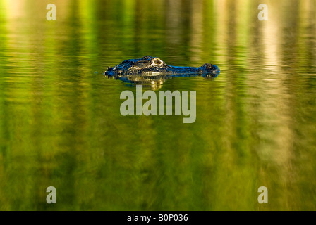 Il coccodrillo americano nuota attraverso lo stagno soleggiato, Everglades National Park, Florida Foto Stock