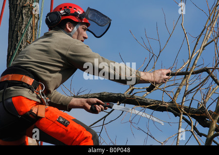 Albero 080317 chirurgo lavorando su una crepa willow Salix fragilis Foto Stock