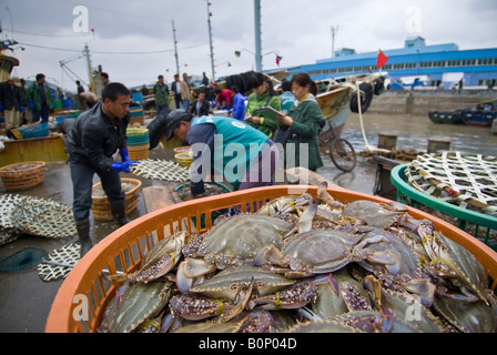Dei portuali di scarico granchi freschi a lato del porto mercato del pesce, Zhoushan City, Arcipelago Zhoushan, nella provincia di Zhejiang, Cina Foto Stock