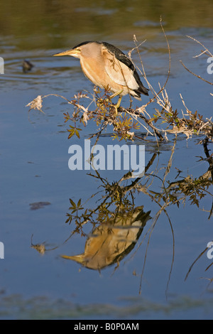 Tarabusino seduta sul bordo di rami in cerca di cibo nelle fresche acque del lago. Foto Stock