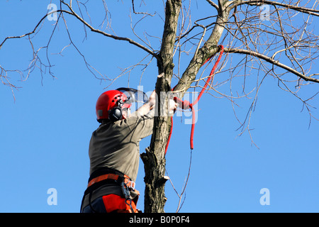 Albero 080317 chirurgo lavorando su una crepa willow Salix fragilis Foto Stock