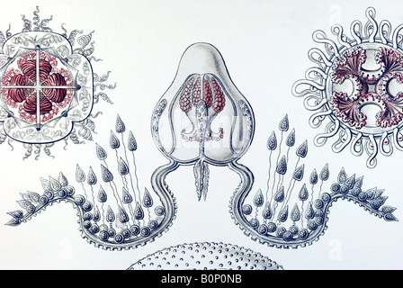 Nome Anthomedusae Gemmaria sagittaria, dettaglio Haeckel, art nouveau del XX secolo in Europa Foto Stock