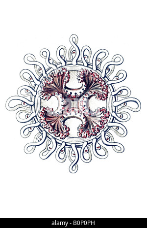 Nome Anthomedusae Tiara pileata, Haeckel, art nouveau del XX secolo in Europa Foto Stock