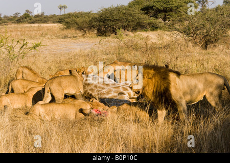 Grande orgoglio dei leoni maschio e femmina, alimentazione sulla preda di una recente giraffe uccidere in open savana Okavango Delta Botswana Foto Stock