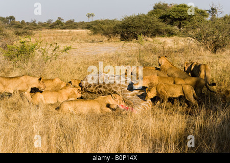 Grande orgoglio dei leoni feed su un recente giraffe uccidere giovani leoni di attendere il loro turno per mangiare in alti savana erba Okavango Delta Botswana Africa Foto Stock