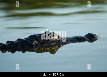 Il coccodrillo americano nuota attraverso lo stagno soleggiato, Everglades National Park, Florida Foto Stock