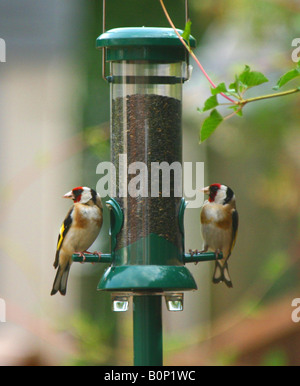 Oro Finch il Feeder Foto Stock