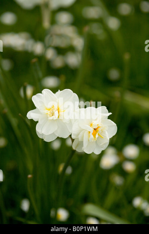 White narcissus daffodil "allegria' in fiore Foto Stock