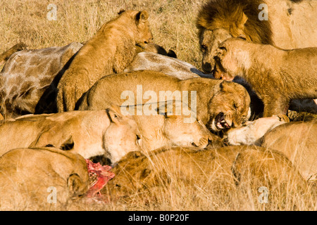 L ecoturismo popolare attrazione, Lions lotta come la loro alimentazione ferocemente sulla preda di una recente giraffe uccidere nel famoso Okavango Delta del Botswana Africa Foto Stock