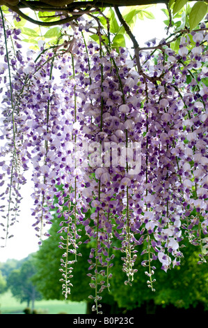 Il Glicine floribunda - glicine giapponese, Herefordshire Foto Stock