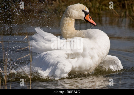 Cigno la balneazione durante una calda giornata di sole in una riserva RSPB Foto Stock