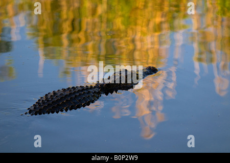 Il coccodrillo americano nuota attraverso lo stagno soleggiato, Everglades National Park, Florida Foto Stock