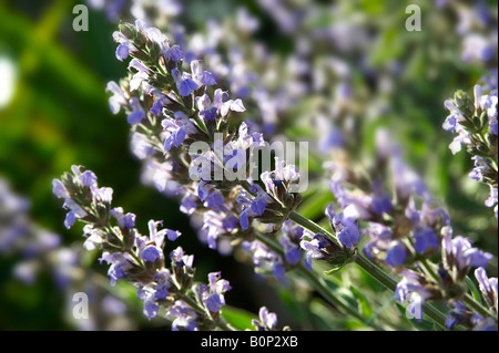 Chiusura del giardino di fiori di salvia cresce al di fuori nel sole Foto Stock