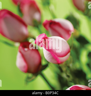 Studio shot di rose rosa su sfondo verde Foto Stock