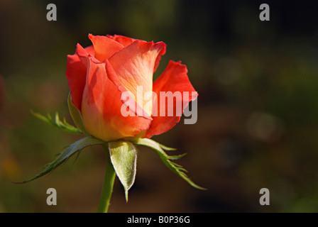 Una rosa è un arbusto a fioritura del genere Rosa Foto Stock