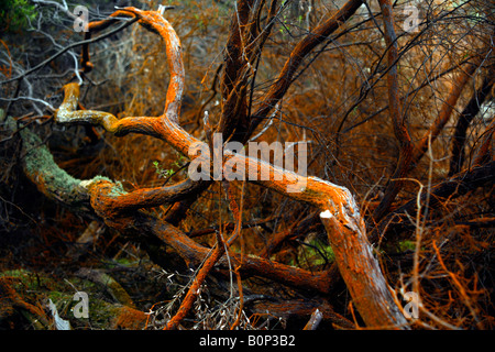 Ramo di albero coperto in arancione deposito di minerali a Wai-o-tapu, vicino a Rotorua, Isola del nord, Nuova Zelanda Foto Stock