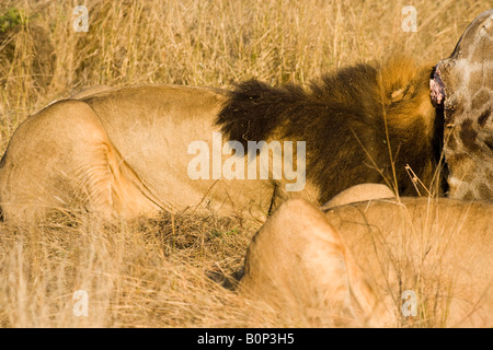 Close-up 1 grande fame eccitato maschio alimentazione lion su una giraffa di morti la testa dentro la cavità del corpo nell'Okavango, Panthera Leo mangiare uccidere Foto Stock