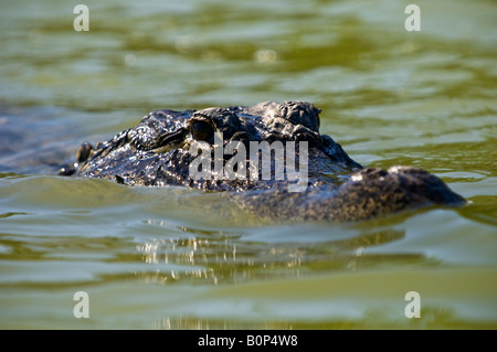 Il coccodrillo americano nuota attraverso lo stagno soleggiato, Everglades National Park, Florida Foto Stock