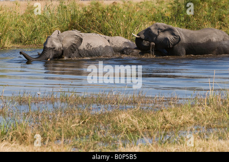 Alla mandria di elefanti africani attraversando il fiume Linyanti Botswana mentre proteggere e aiutare i loro bambini piccoli nuotare attraverso le acque profonde Foto Stock