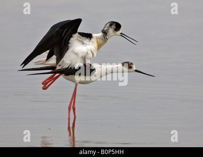 Coppia di black-winged palafitte coniugata in acque poco profonde delle Saline di Kolloni, Lesbo, Grecia. Foto Stock