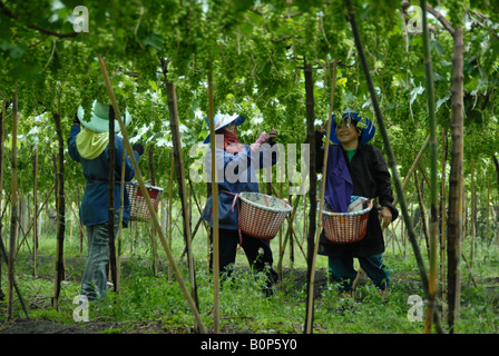 Gli agricoltori il prelievo di uve, Samut Sakhon , della Thailandia Foto Stock